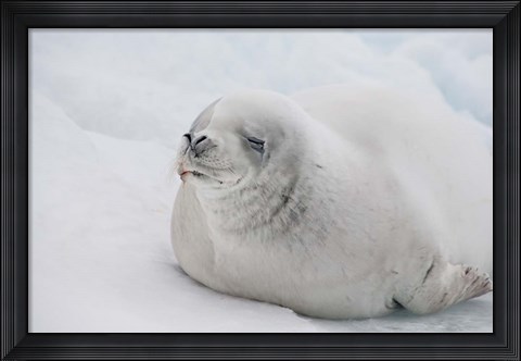 Framed Antarctica, White Crabeater seal on iceberg Print
