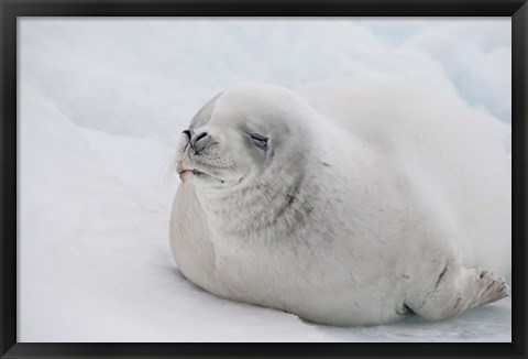 Framed Antarctica, White Crabeater seal on iceberg Print