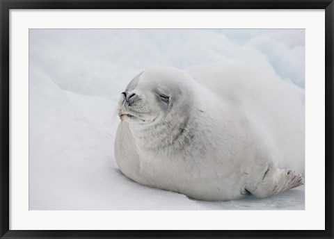 Framed Antarctica, White Crabeater seal on iceberg Print