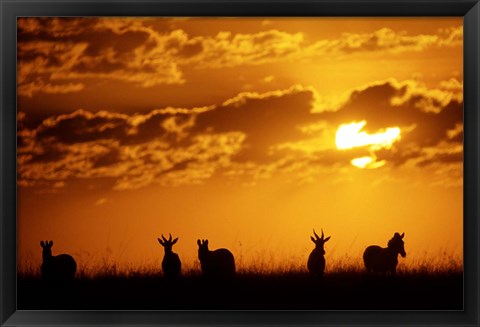 Framed Common Burchelli&#39;s Zebras and Topi, Masai Mara Game Reserve, Kenya Print