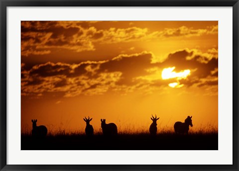 Framed Common Burchelli&#39;s Zebras and Topi, Masai Mara Game Reserve, Kenya Print