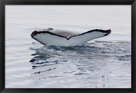 Framed Antarctica, Humpback whales in Southern Ocean Print