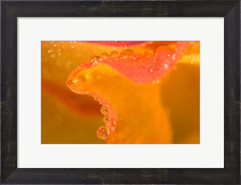 Framed Abstract of Flower Petal in Rain Print