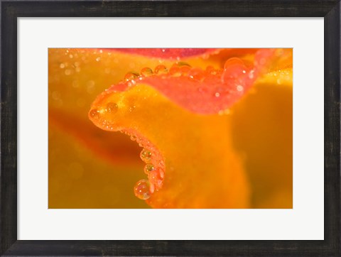 Framed Abstract of Flower Petal in Rain Print
