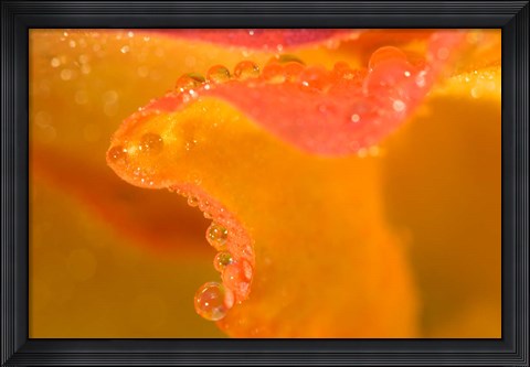 Framed Abstract of Flower Petal in Rain Print