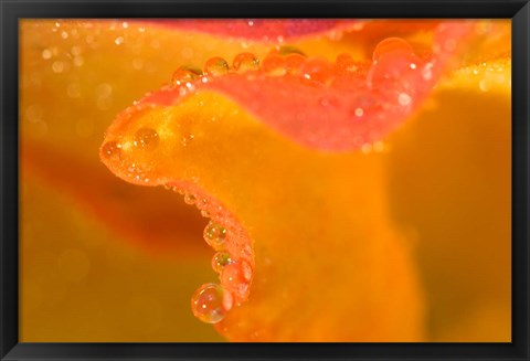 Framed Abstract of Flower Petal in Rain Print