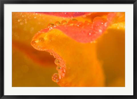 Framed Abstract of Flower Petal in Rain Print