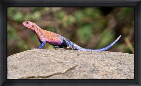 Framed Africa. Tanzania. Agama Lizard at Serengeti NP. Print