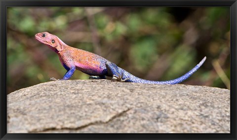 Framed Africa. Tanzania. Agama Lizard at Serengeti NP. Print