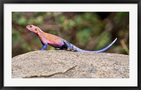 Framed Africa. Tanzania. Agama Lizard at Serengeti NP. Print