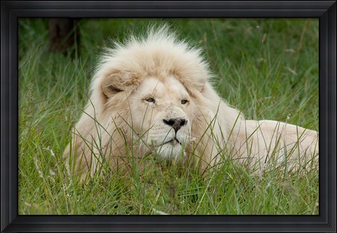 Framed African lion, Inkwenkwezi Private Game Reserve, East London, South Africa Print