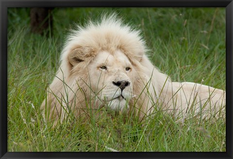 Framed African lion, Inkwenkwezi Private Game Reserve, East London, South Africa Print