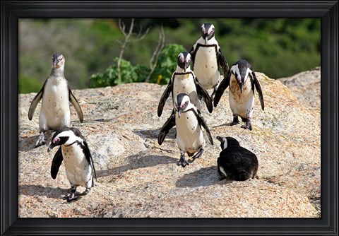 Framed African Penguin colony at Boulders Beach, Simons Town on False Bay, South Africa Print
