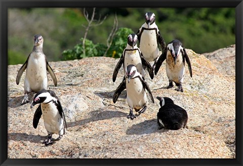 Framed African Penguin colony at Boulders Beach, Simons Town on False Bay, South Africa Print