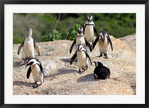 Framed African Penguin colony at Boulders Beach, Simons Town on False Bay, South Africa Print