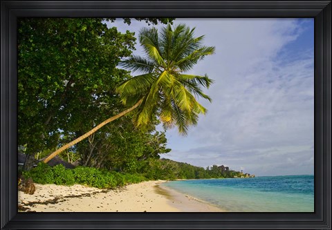 Framed Leaning palm. Anse-Source D&#39;Argent Beach, Seychelles, Africa Print