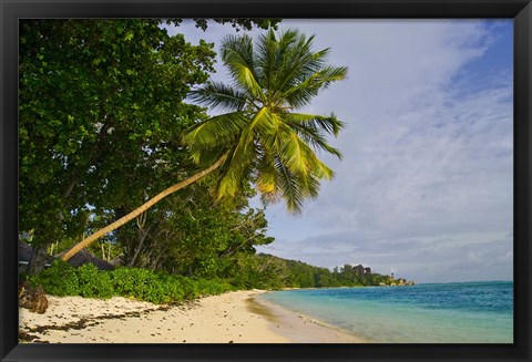 Framed Leaning palm. Anse-Source D&#39;Argent Beach, Seychelles, Africa Print