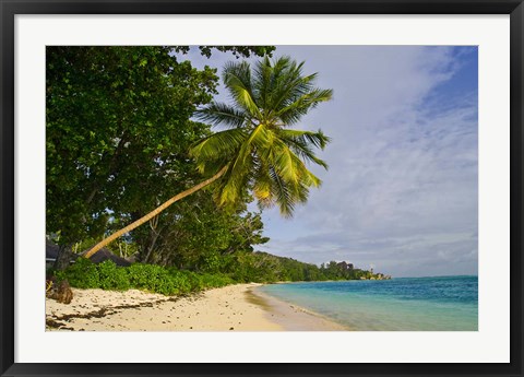 Framed Leaning palm. Anse-Source D&#39;Argent Beach, Seychelles, Africa Print