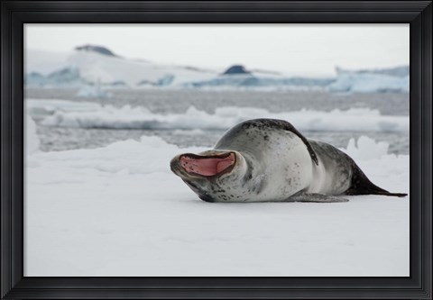 Framed Antarctica, Antarctic Sound, Leopard seal Print