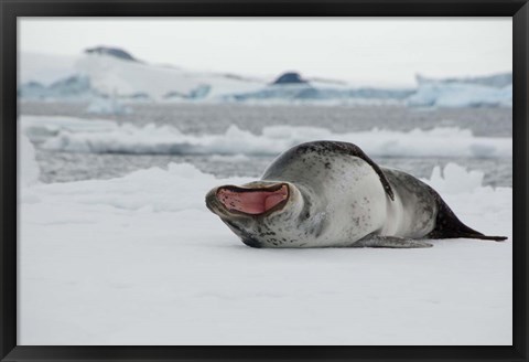 Framed Antarctica, Antarctic Sound, Leopard seal Print