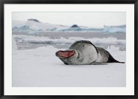 Framed Antarctica, Antarctic Sound, Leopard seal Print