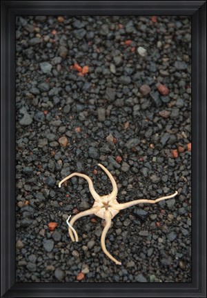 Framed Antarctica, Deception Isl, Starfish Marine Life Print