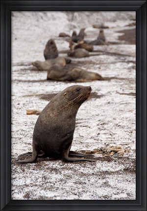 Framed Antarctica, Deception Island Antarctic fur seal Print