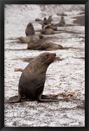 Framed Antarctica, Deception Island Antarctic fur seal Print