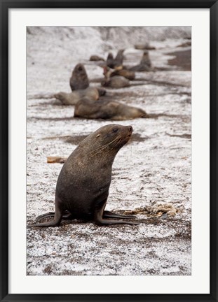 Framed Antarctica, Deception Island Antarctic fur seal Print