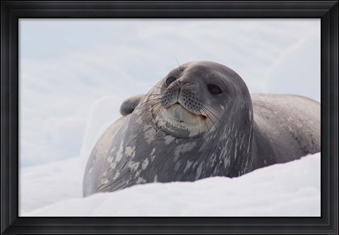 Framed Antarctica, Paradise Harbour, Fat Weddell seal Print