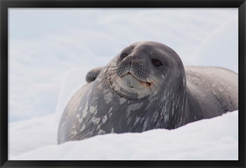 Framed Antarctica, Paradise Harbour, Fat Weddell seal Print