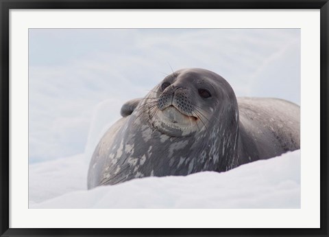 Framed Antarctica, Paradise Harbour, Fat Weddell seal Print