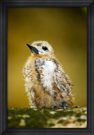 Framed Baby Seagull on Fregate Island, Seychelles Print