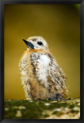 Framed Baby Seagull on Fregate Island, Seychelles Print