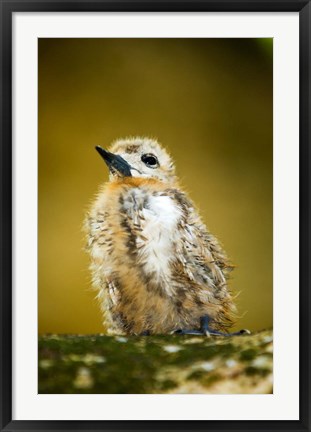 Framed Baby Seagull on Fregate Island, Seychelles Print