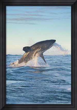 Framed Cape Town, Great white shark moves to strike a seal Print