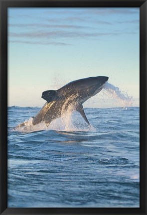 Framed Cape Town, Great white shark moves to strike a seal Print