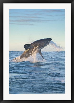 Framed Cape Town, Great white shark moves to strike a seal Print