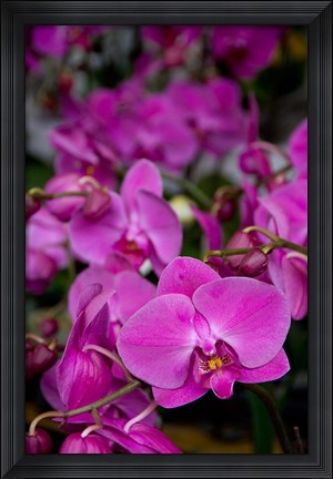 Framed China, Hong Kong, Prince Edward St, Market Print