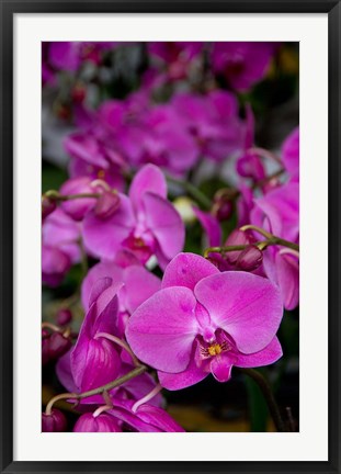 Framed China, Hong Kong, Prince Edward St, Market Print