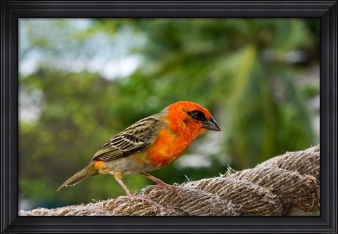 Framed Colorful Bird on Fregate Island, Seychelles, Africa Print