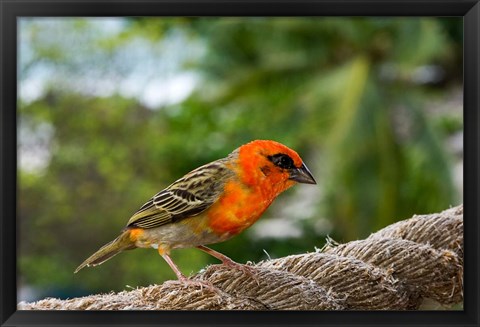 Framed Colorful Bird on Fregate Island, Seychelles, Africa Print