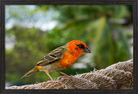 Framed Colorful Bird on Fregate Island, Seychelles, Africa Print