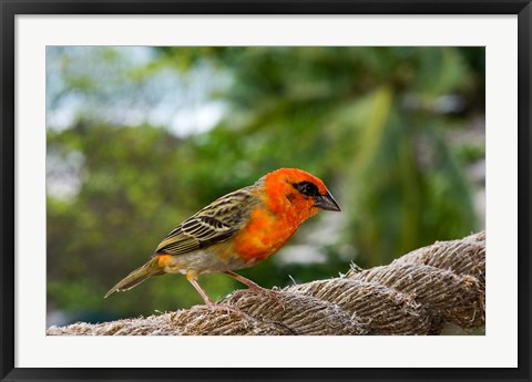 Framed Colorful Bird on Fregate Island, Seychelles, Africa Print