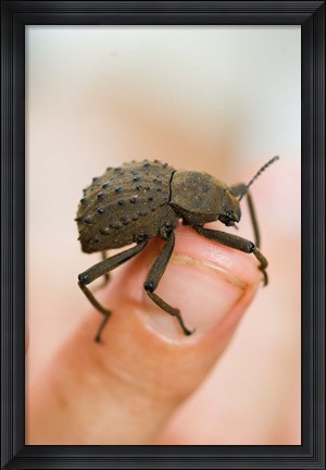 Framed Endemic Fregate Island Beetle, Seychelles Print