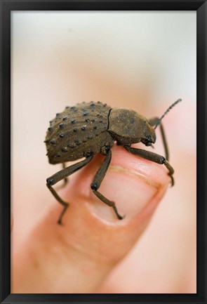 Framed Endemic Fregate Island Beetle, Seychelles Print