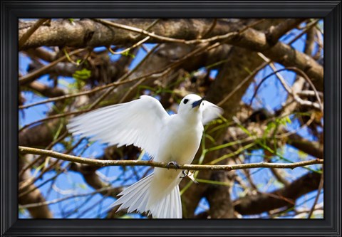 Framed Fairy Turn bird in Trees, Fregate Island, Seychelles Print