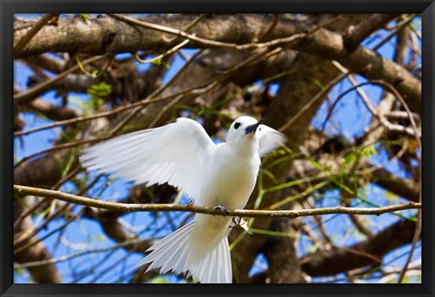 Framed Fairy Turn bird in Trees, Fregate Island, Seychelles Print