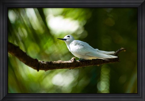 Framed Fairy Turns on Fregate Island, Seychelles Print