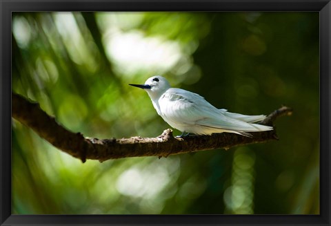 Framed Fairy Turns on Fregate Island, Seychelles Print